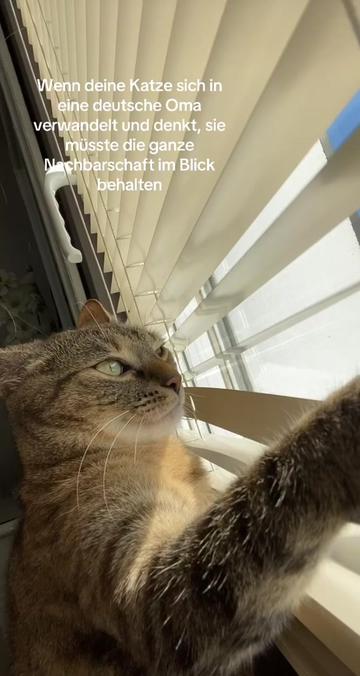 @🐈&zwj;⬛🐈&zwj;⬛🤍