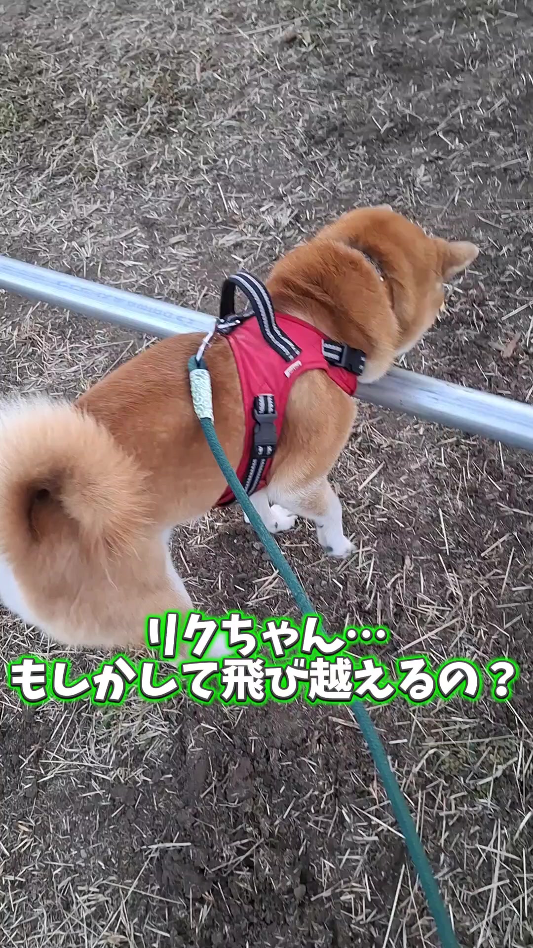 @柴犬リクママ