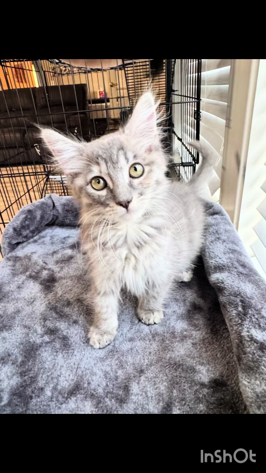@Paws Deep Animal Rescue