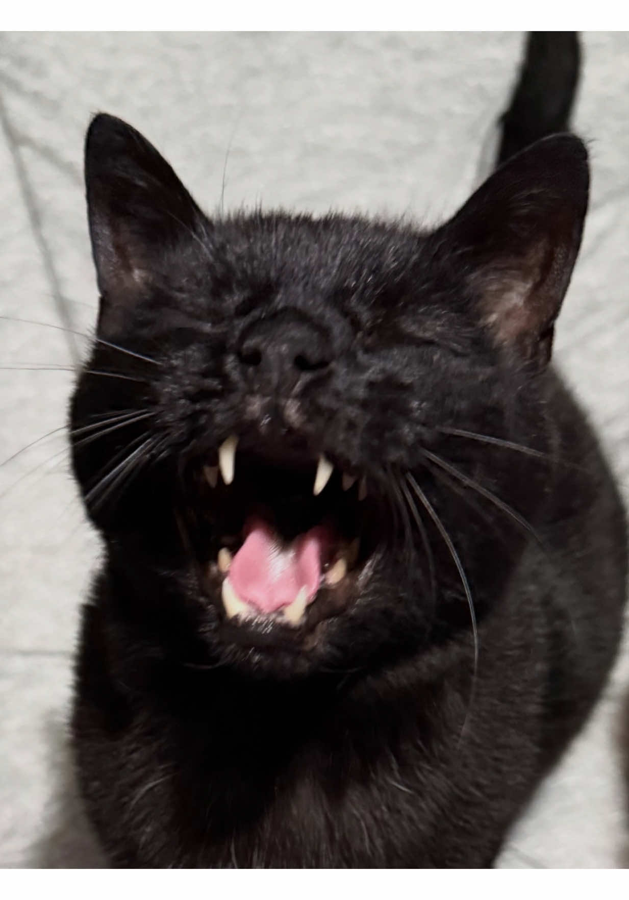 @Teefie_tribe 🐈⬛🐈⬛🐈🦷🦷