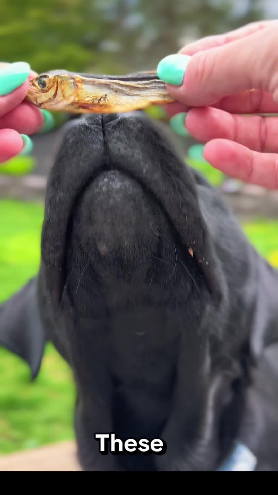 @DennisTheBlackLab