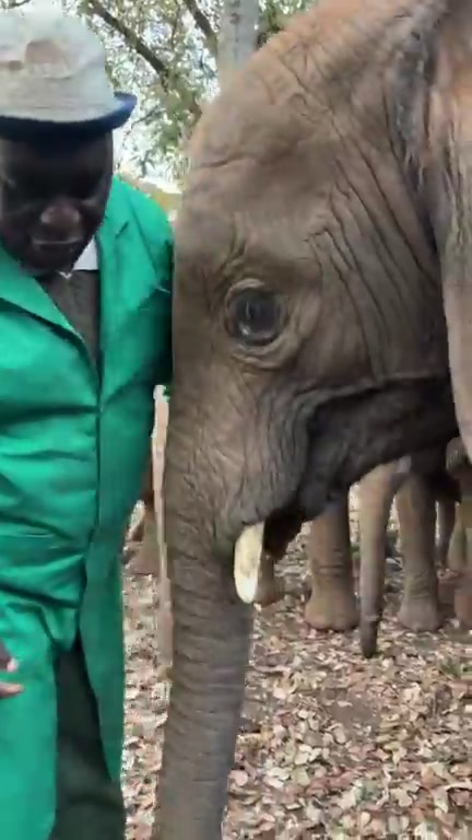@SheldrickTrust