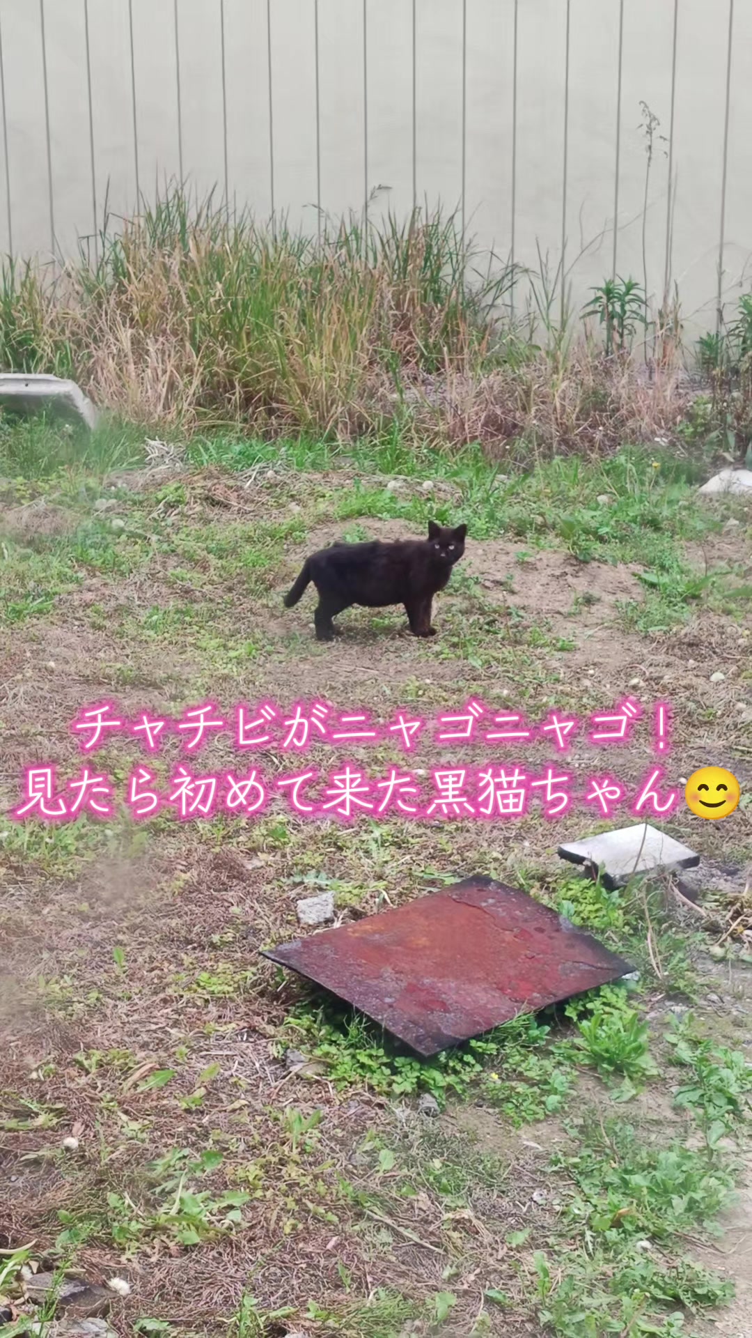 @ANIMAL♡M