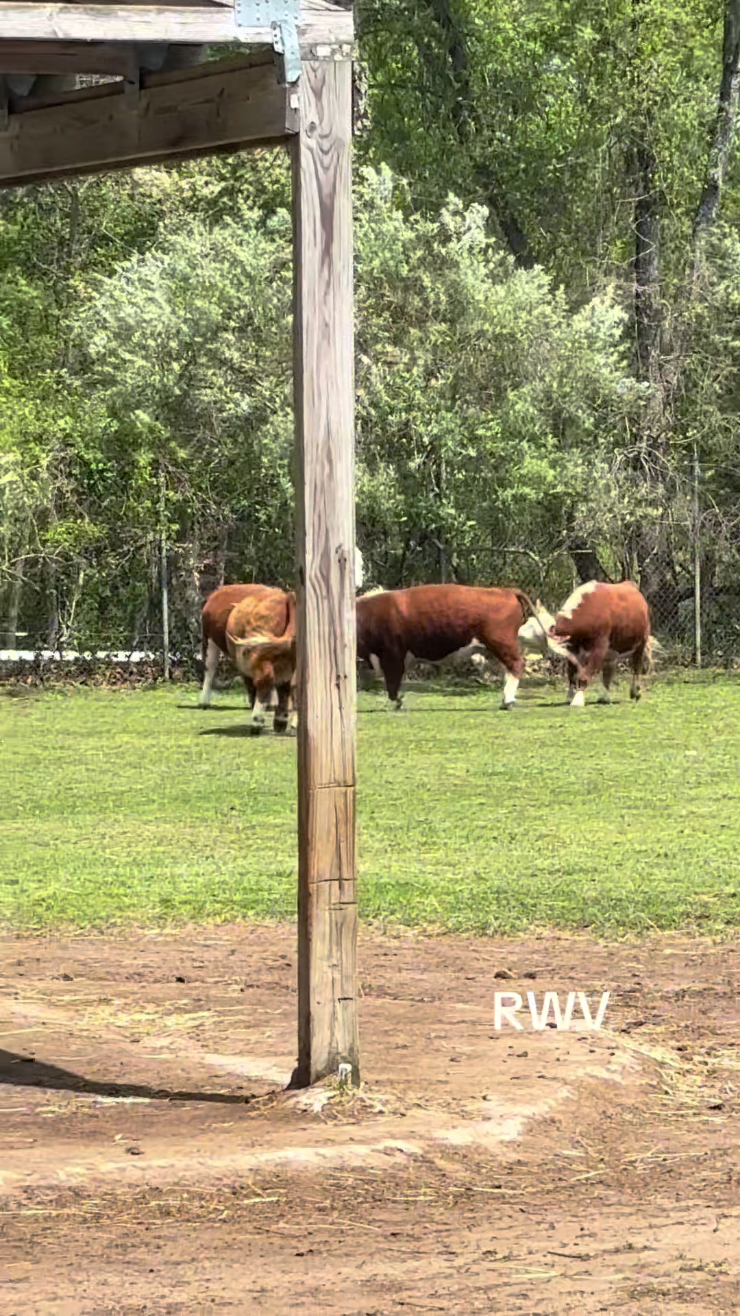 @RWV Land & Livestock