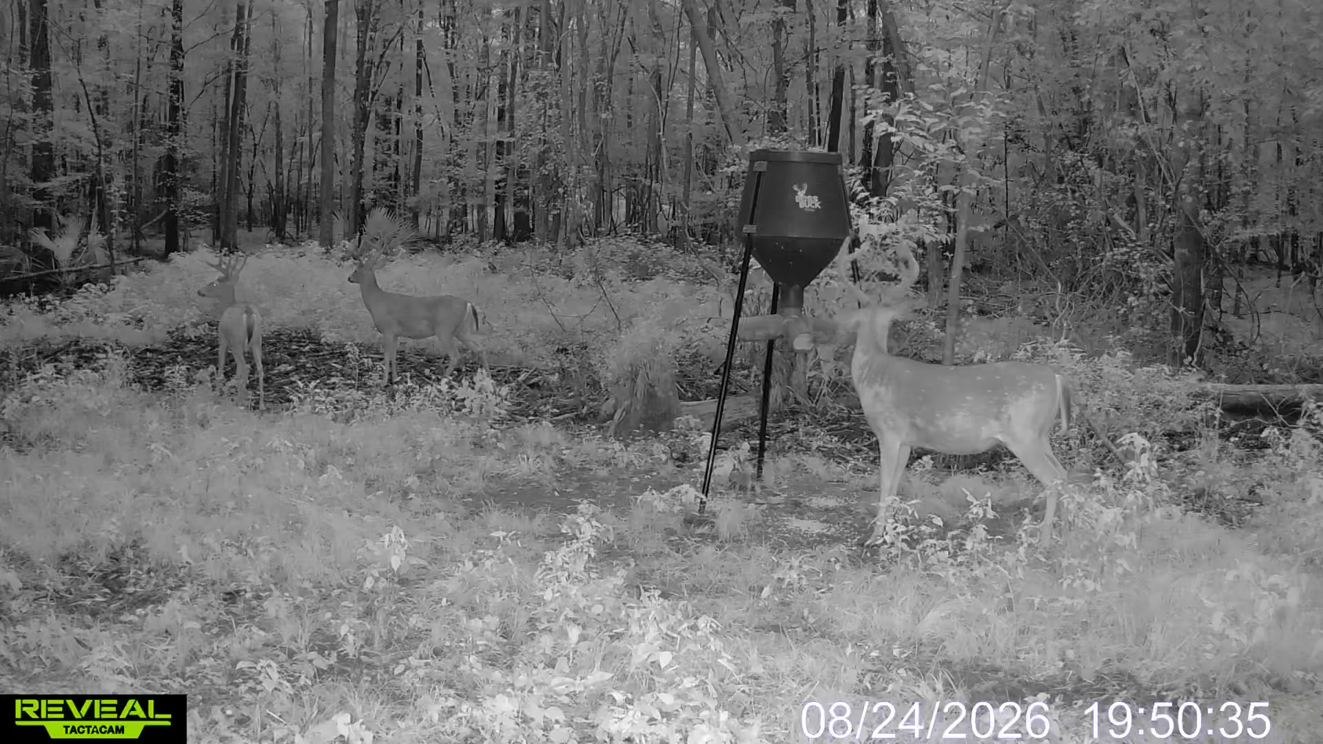 @Toi Batton_GIGI_WTBuckOutdoors