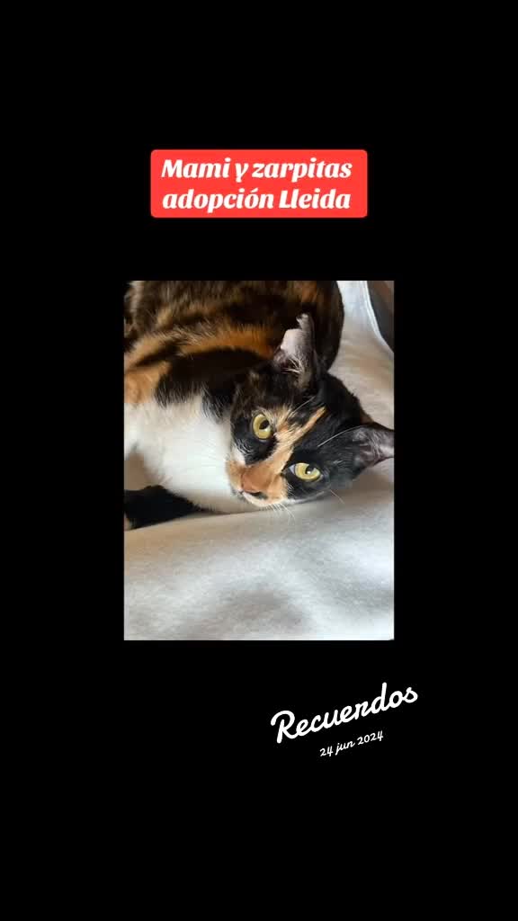 @Angie & Pintxin 😻