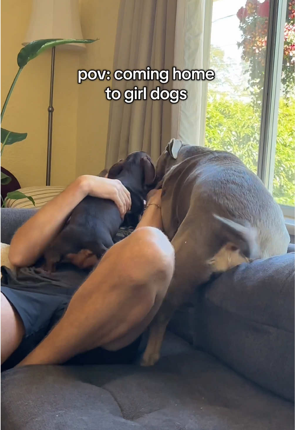 @rhubarb the doggo