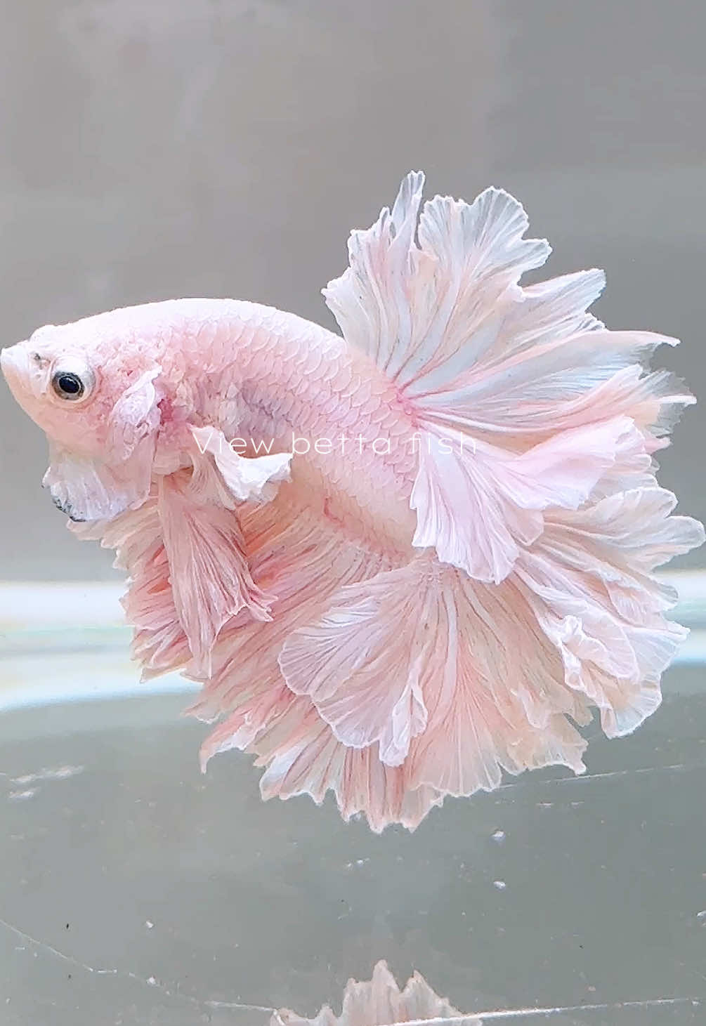 @วิวอยากเลี้ยงปลากัด🐠