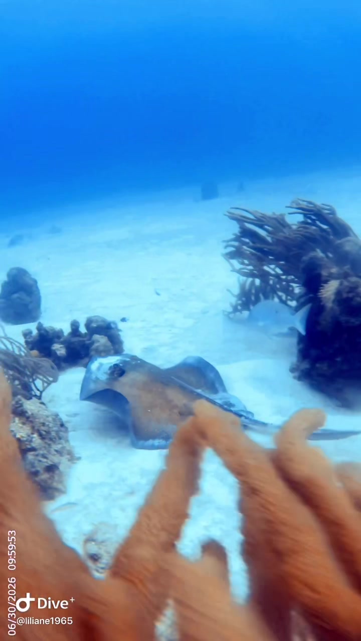 @Divestories Curacao    +Follow