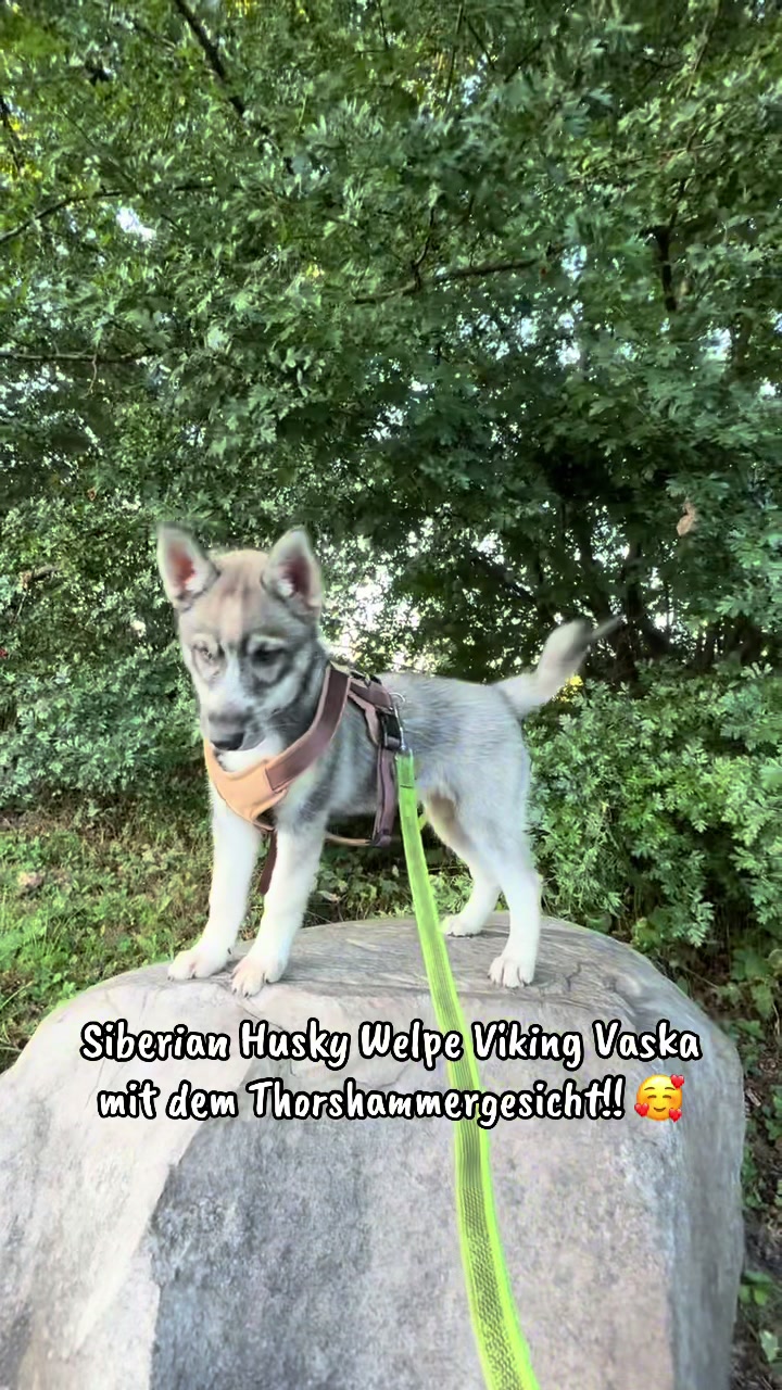 @Lycanis Wolfdog&reg;