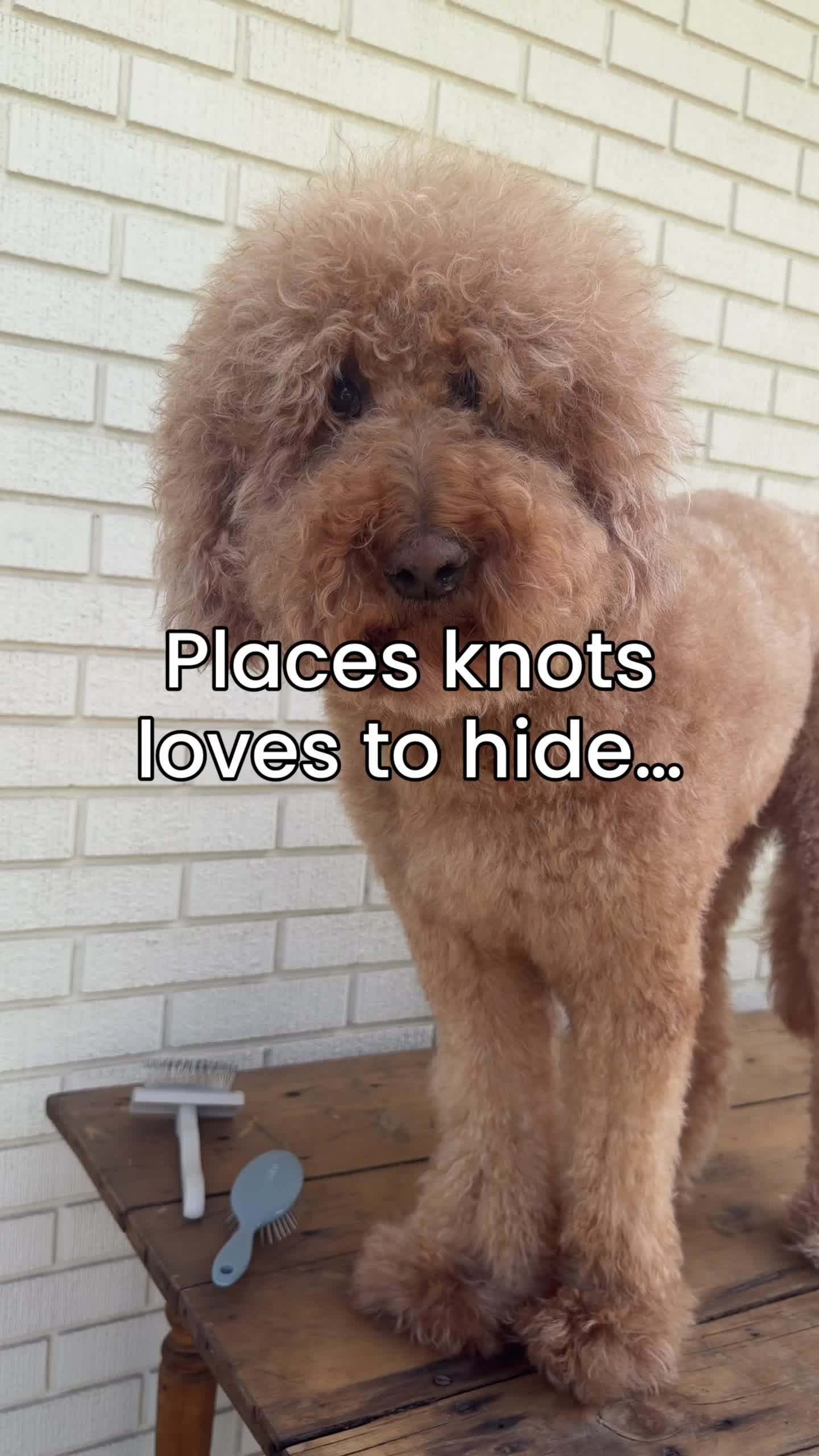 @Pupwell