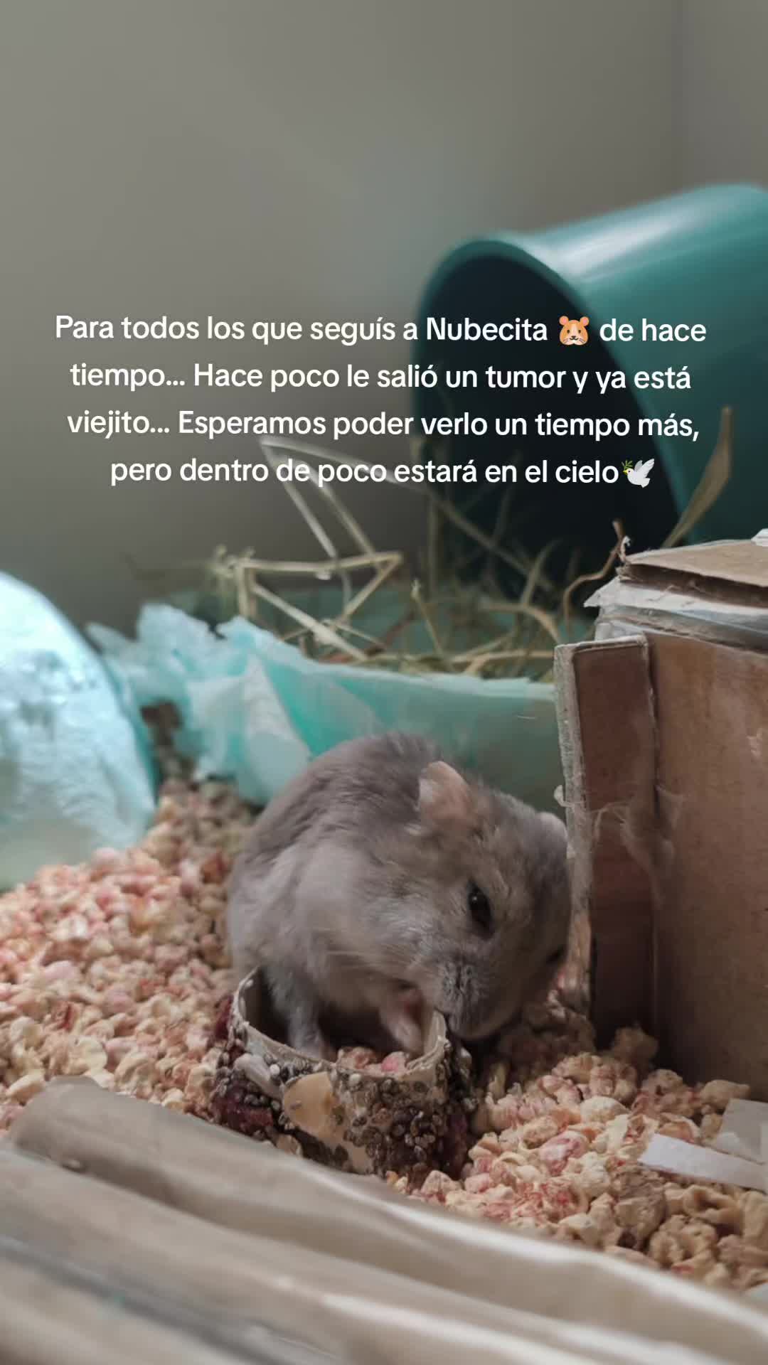 @◆🐹🅽︎ 🆈︎ 🅲︎🤍◆