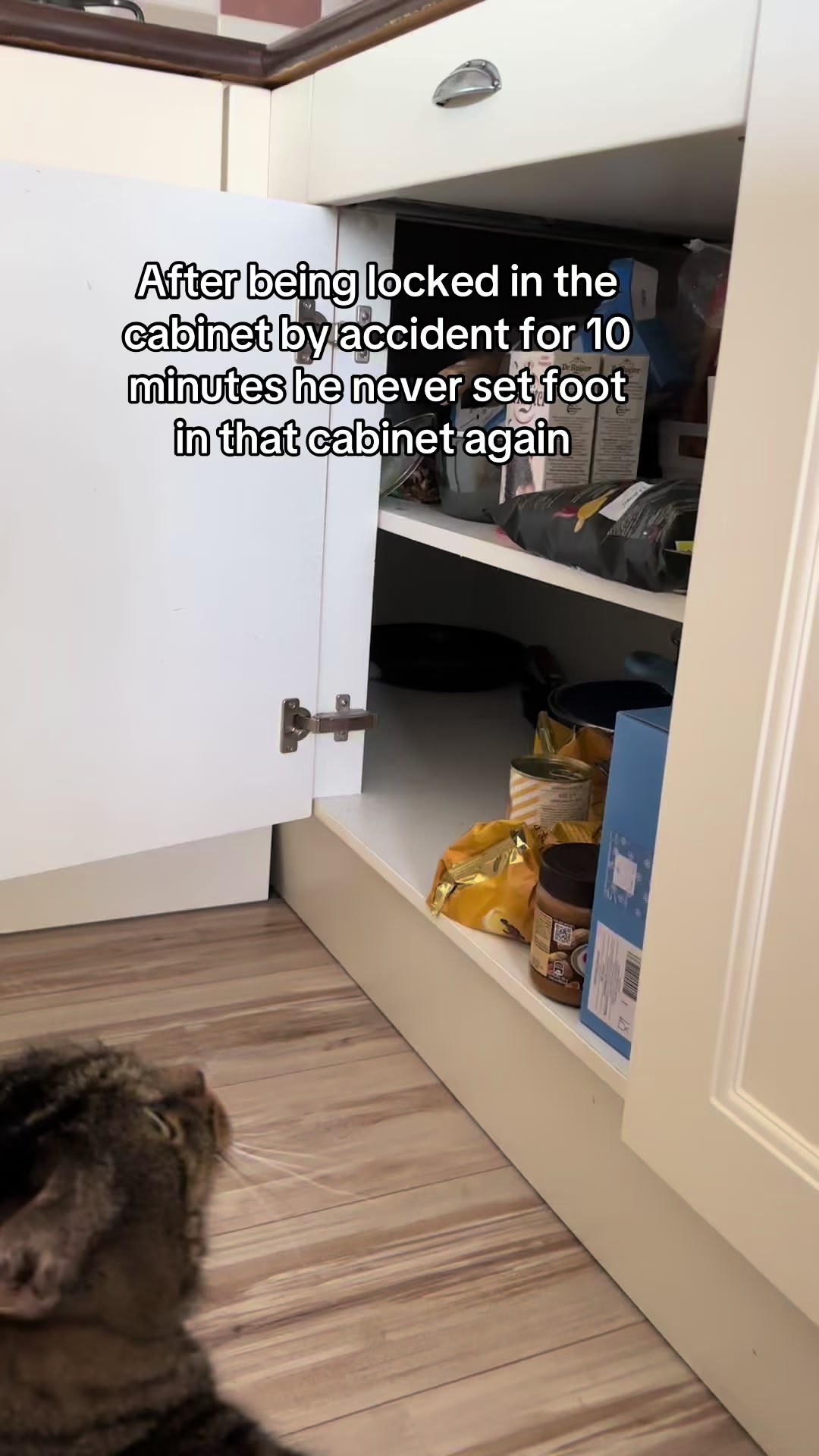 @Joep_the_ rescuecat