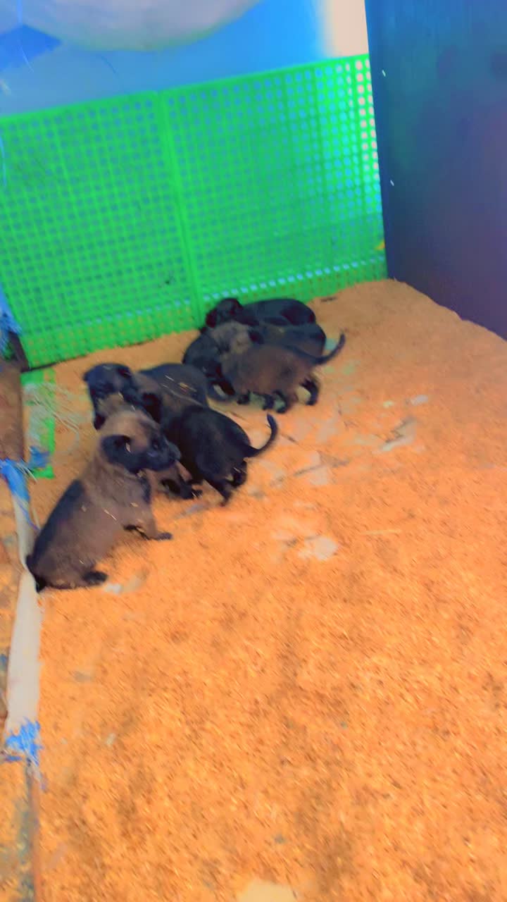 @G.I.C.N 🇸🇳🐾Ma&icirc;tre Weuz🐕&zwj;🦺