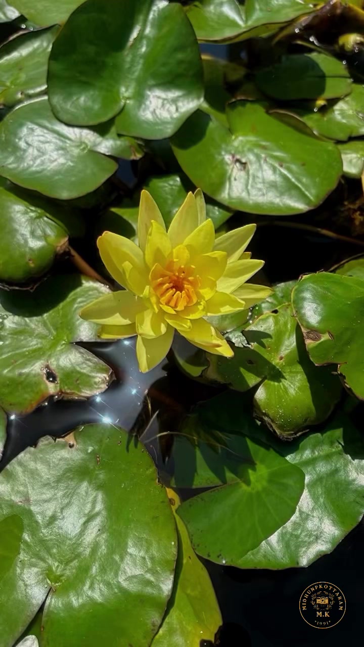 @MidhunPallikkol