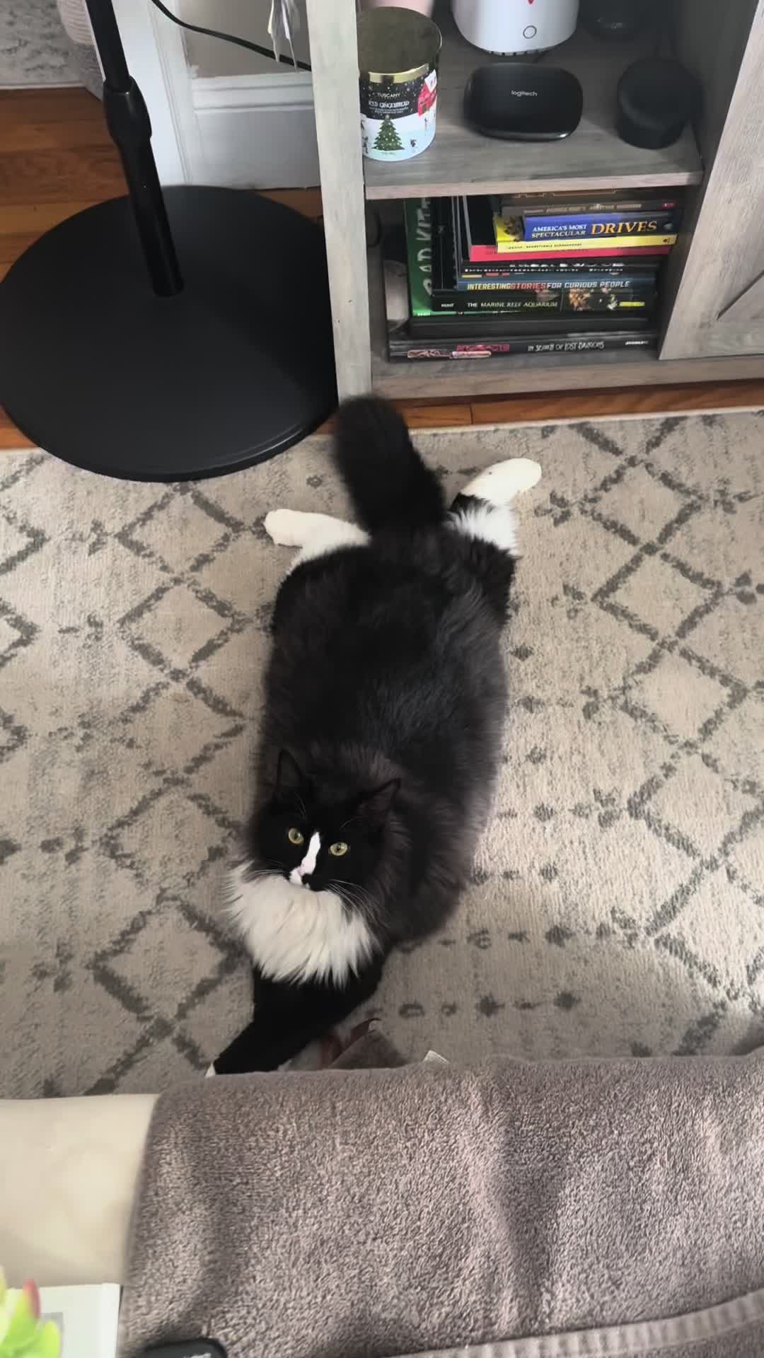 @TailsandWhiskersCo