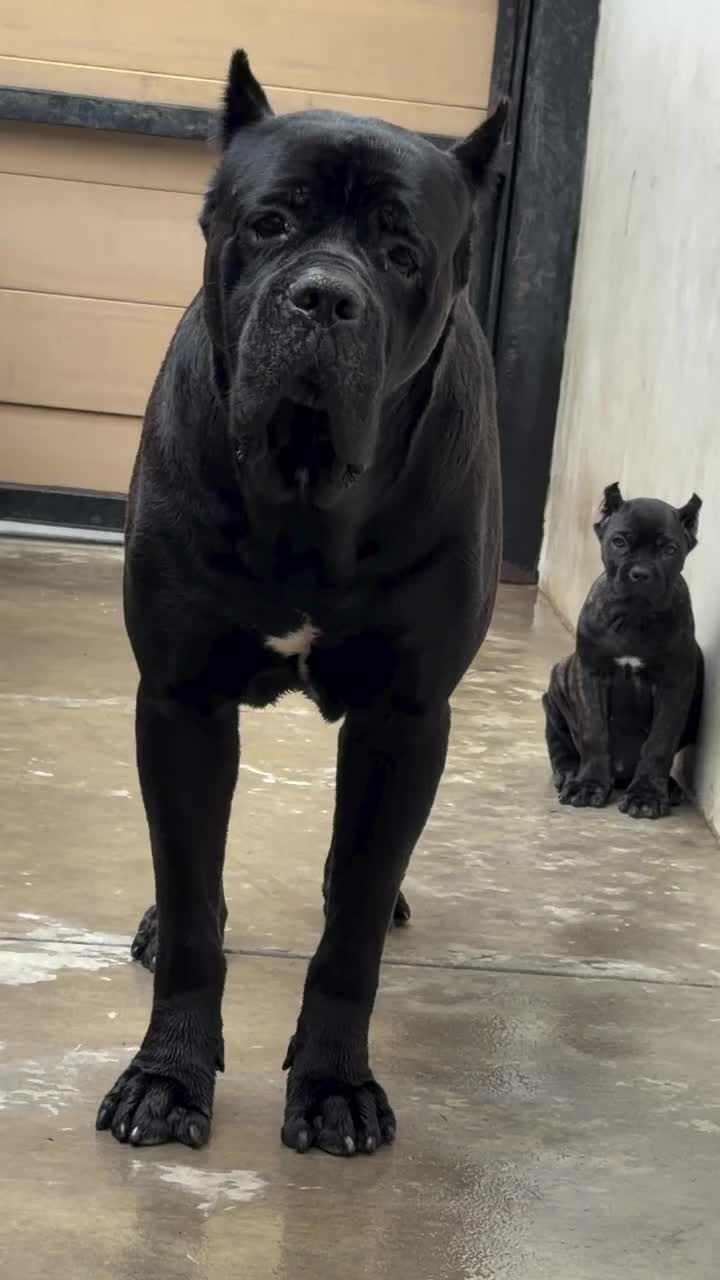 @Andrew cane corso