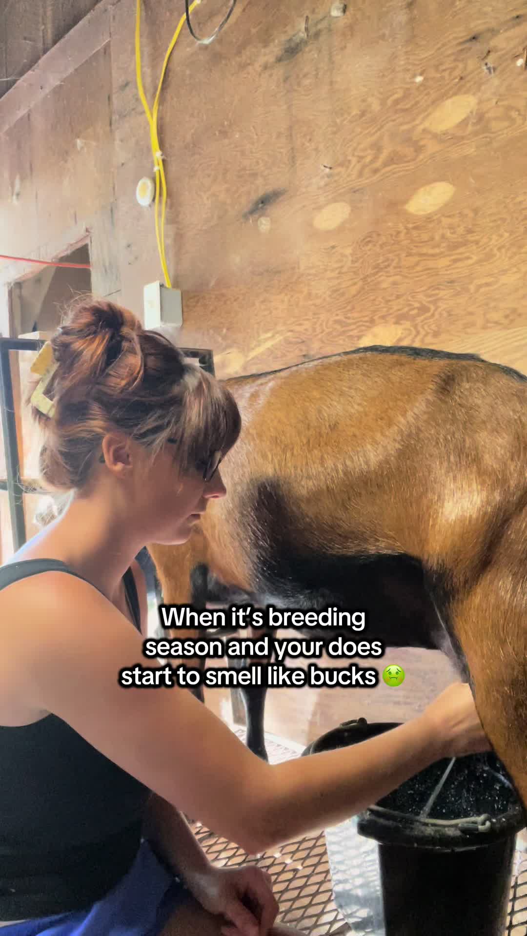 @Maple Leaf Livestock