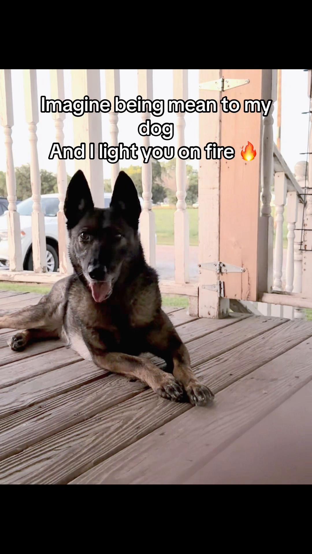 @K9 Dina