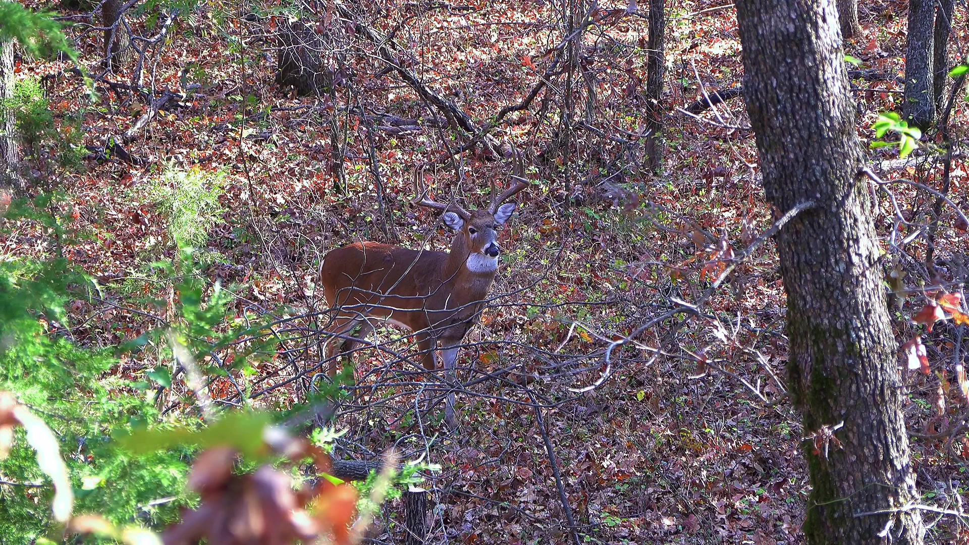 @Heavy Tines Outdoors