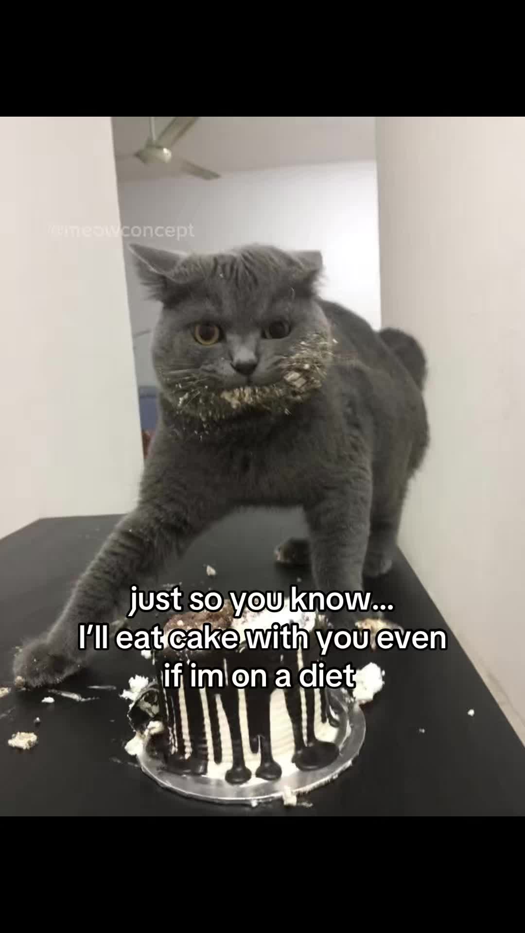 @meowconcept