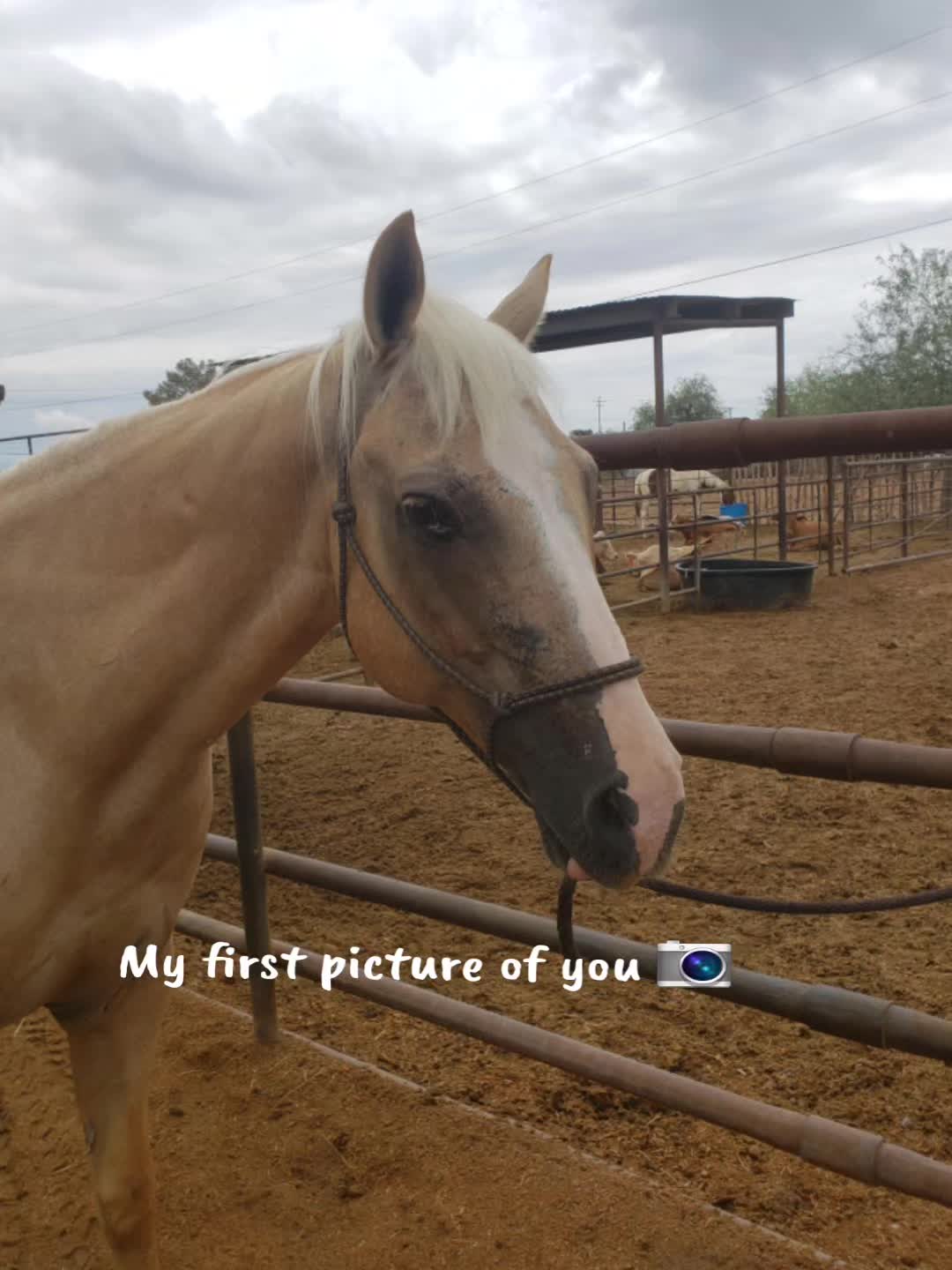 @Mgck