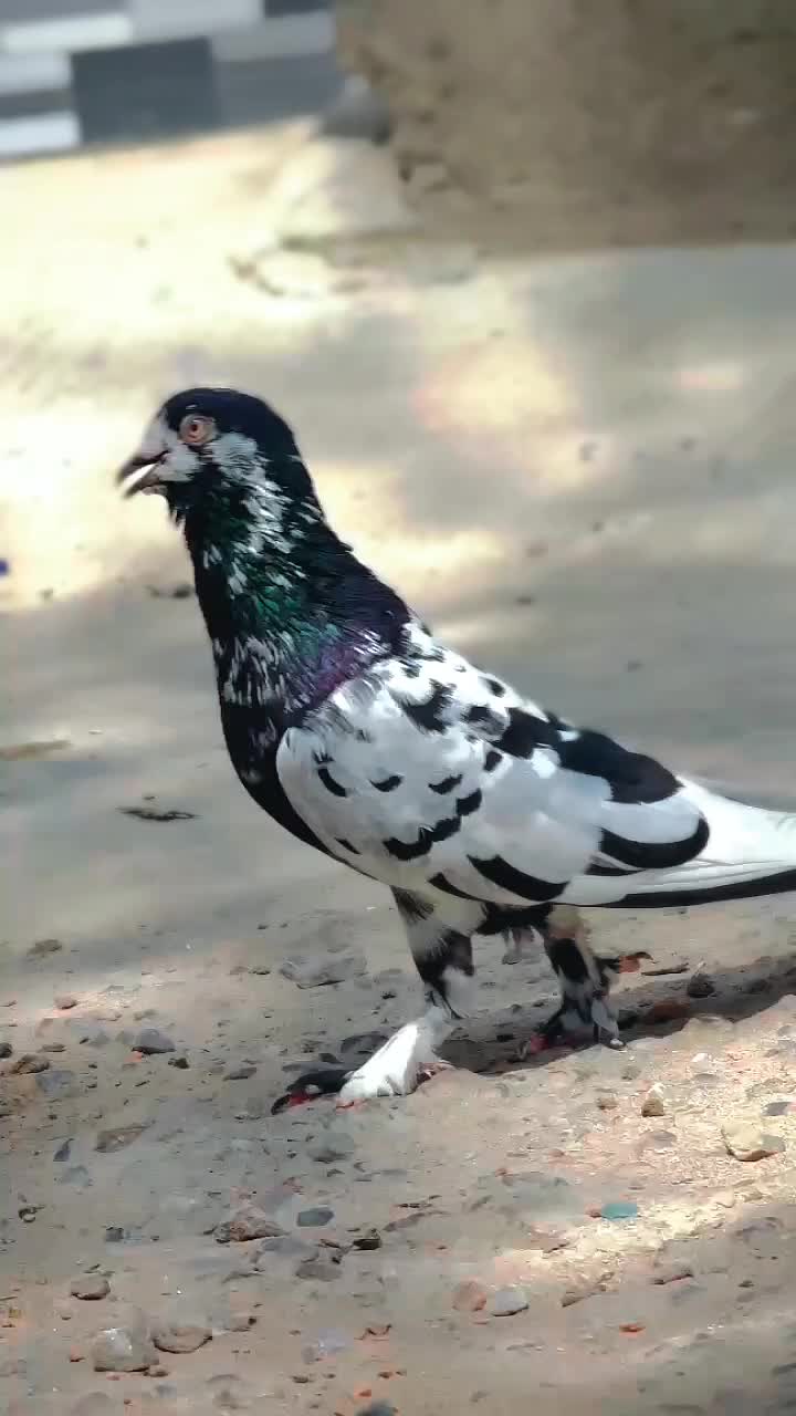 @عدیل رحمن لیہ وال کبوتر باز
