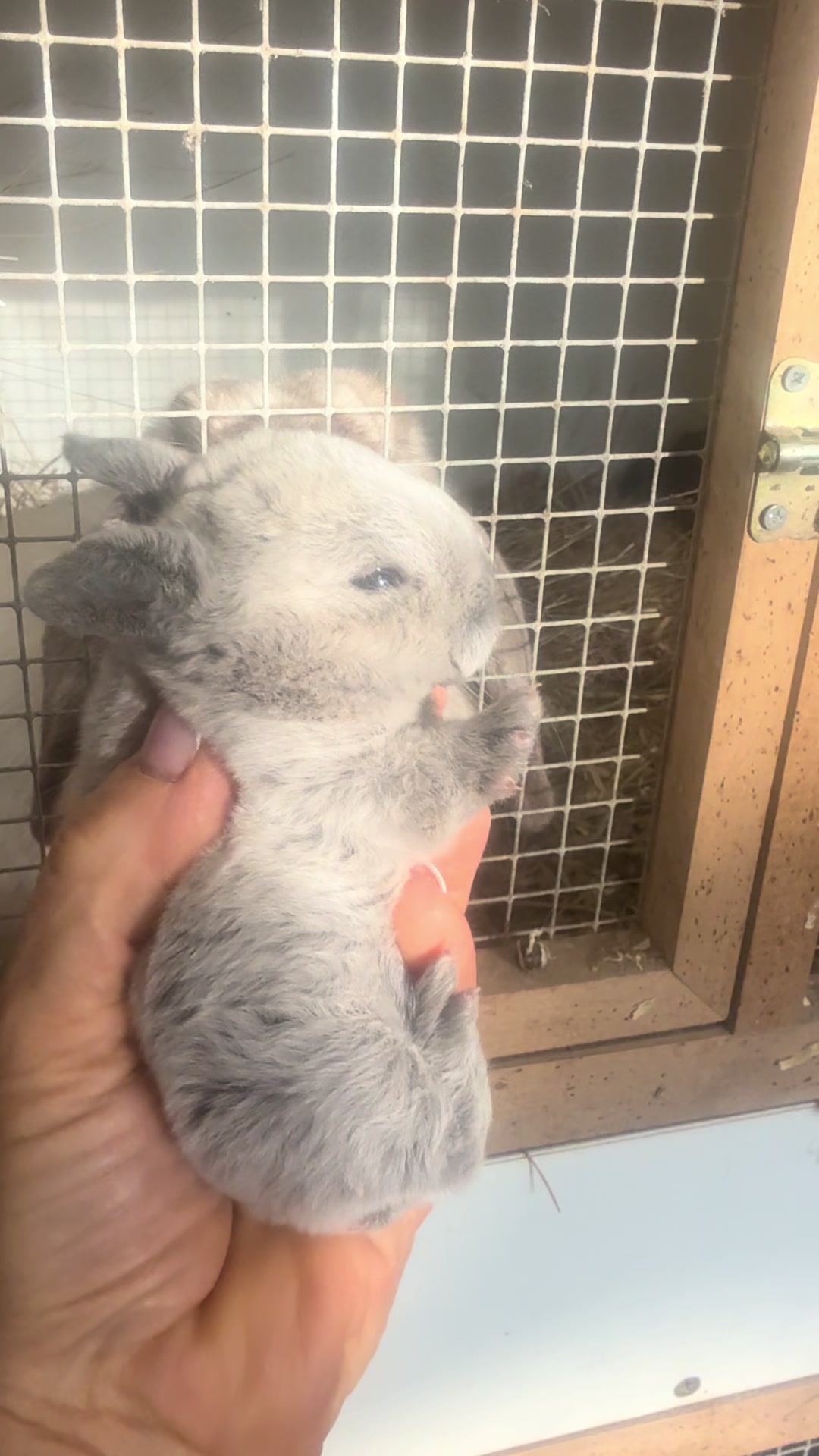 @Cvetirabbitvet