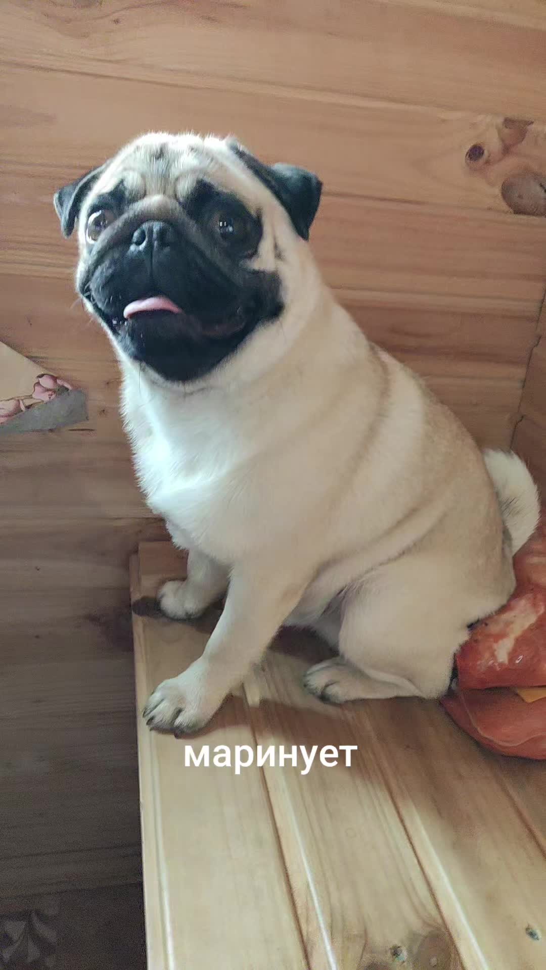 @ЧИПУНЕТСКИЙ