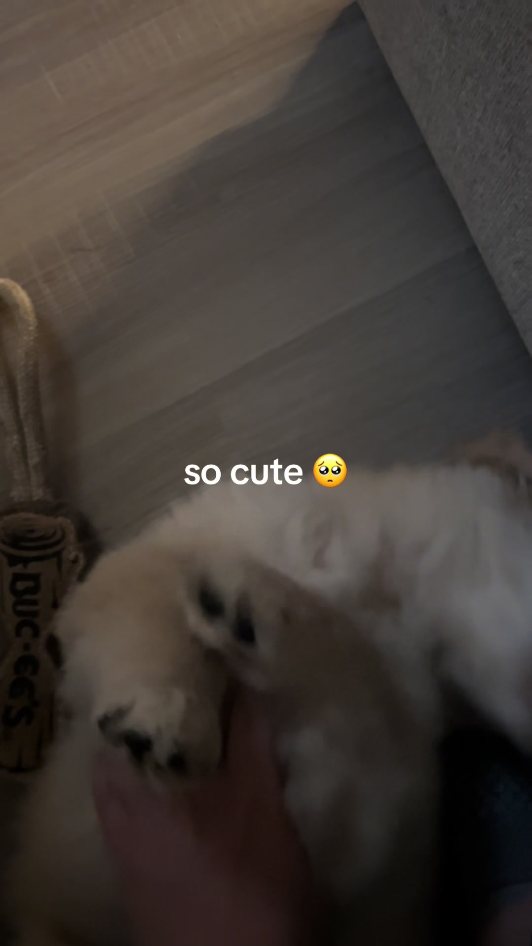 @Luca the Golden
