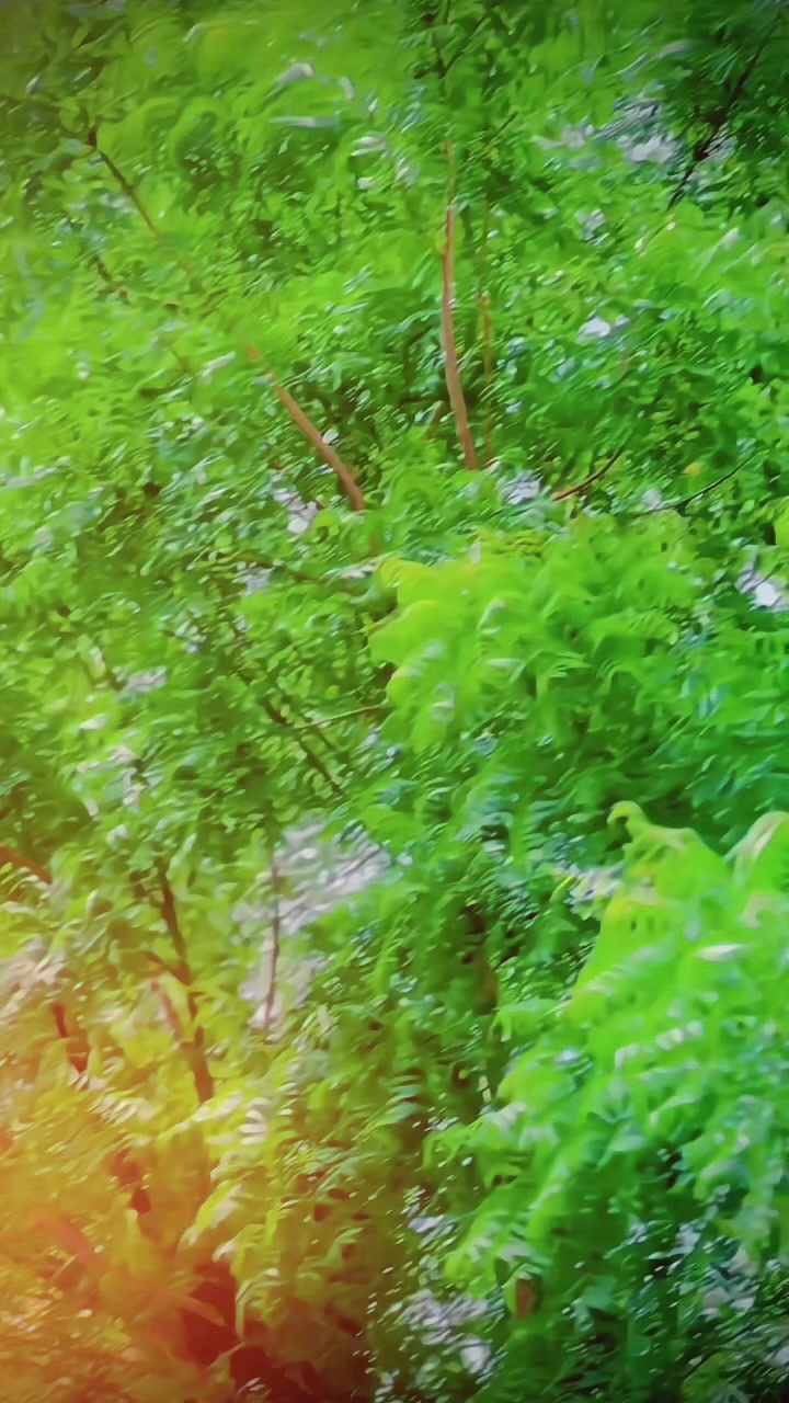 @🚩(ملک ثمر)🥀