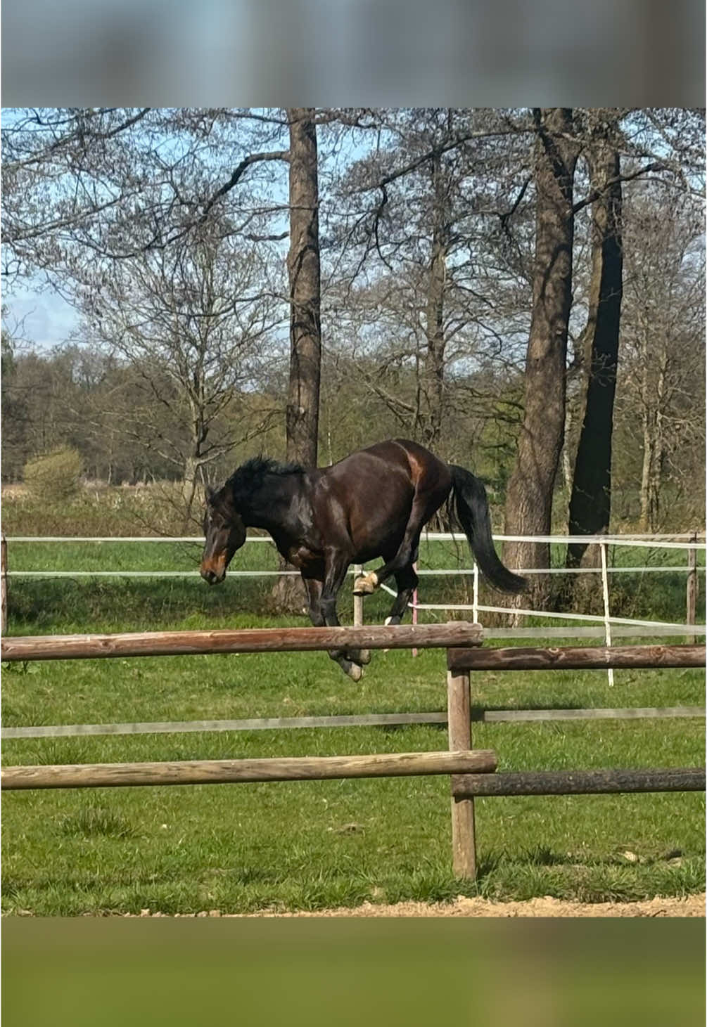 @Equestelli