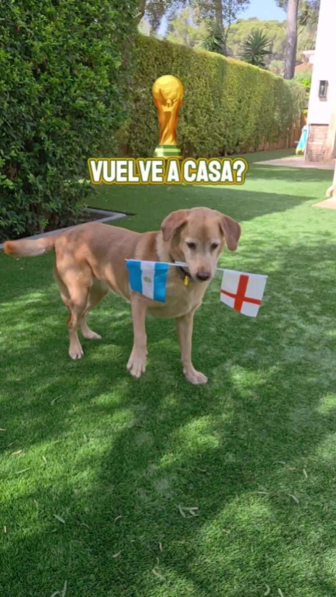 @MessiPaws