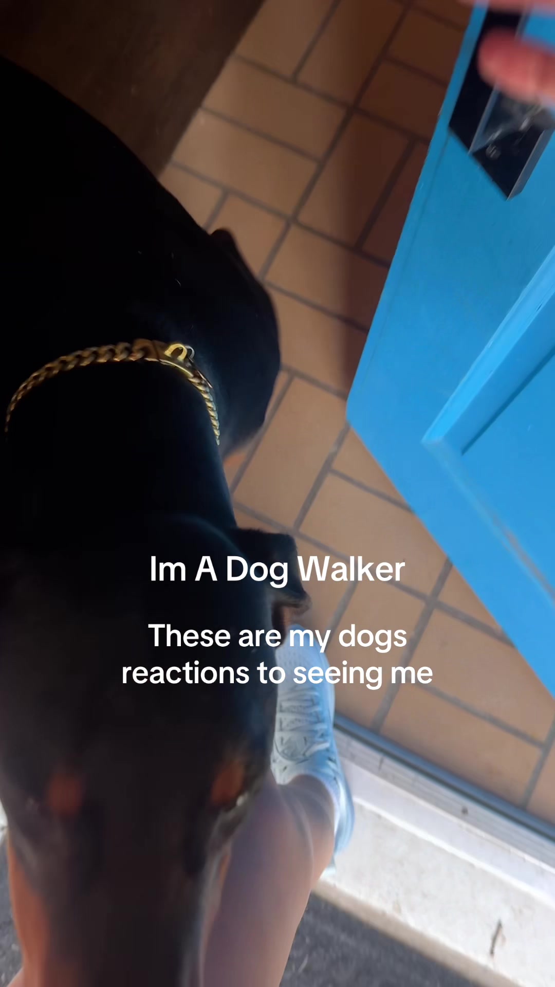 @dallasdogwalker