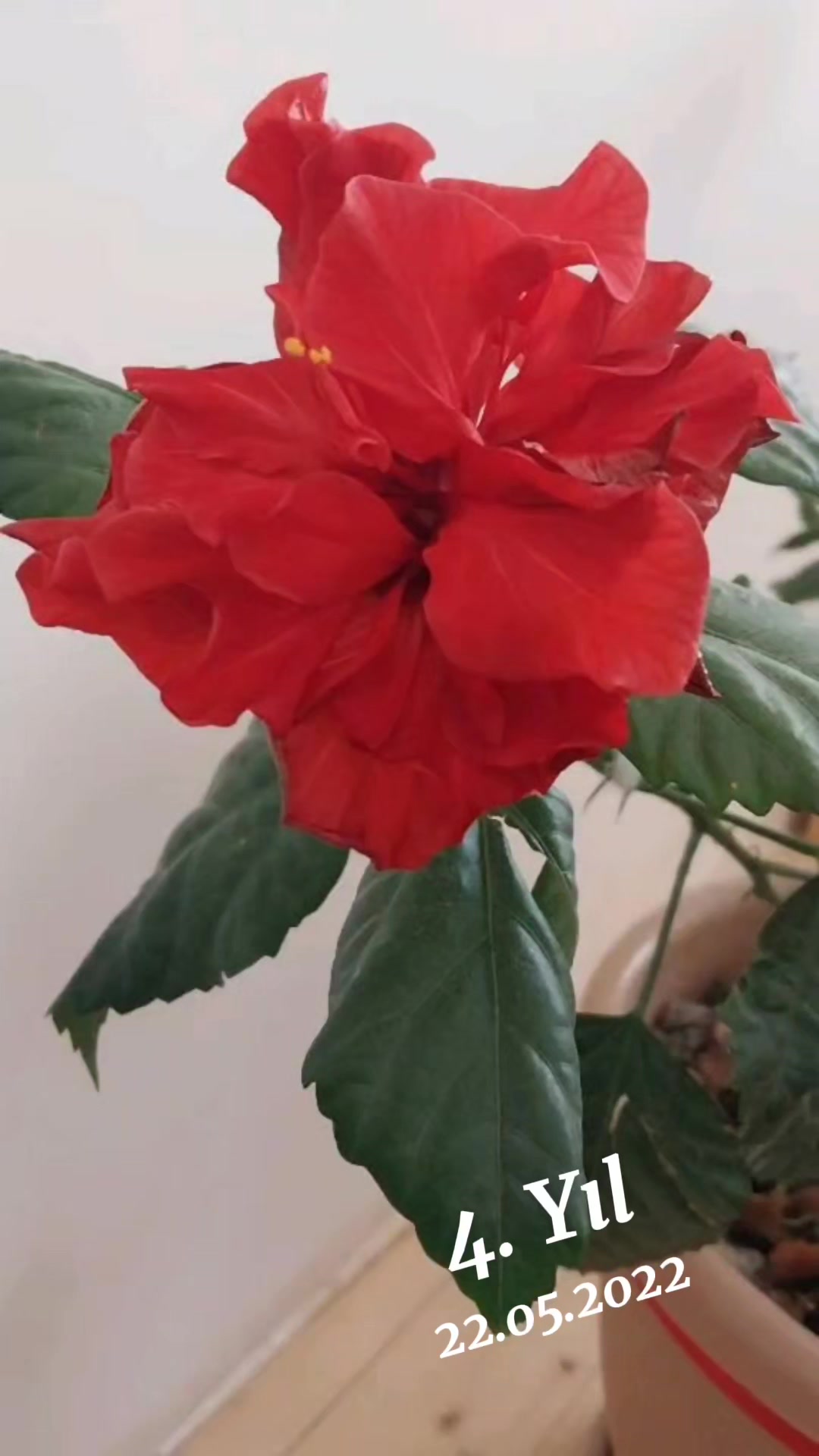 @leylanin_metbexi_