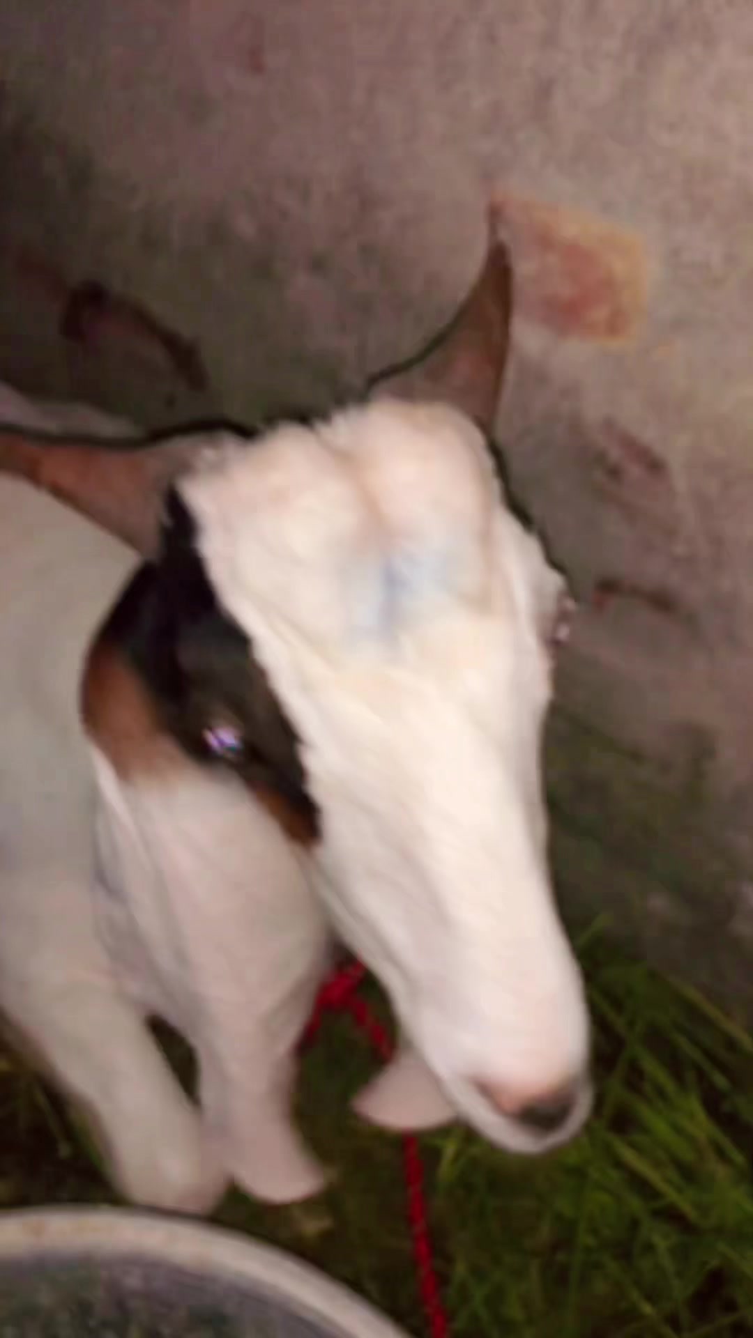 @𝑷𝑼𝑵𝑱𝑨𝑩𝑰𝑨𝑵𝒁 🚩