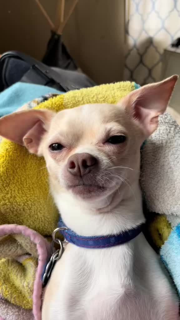 @Frankie the Chihuahua