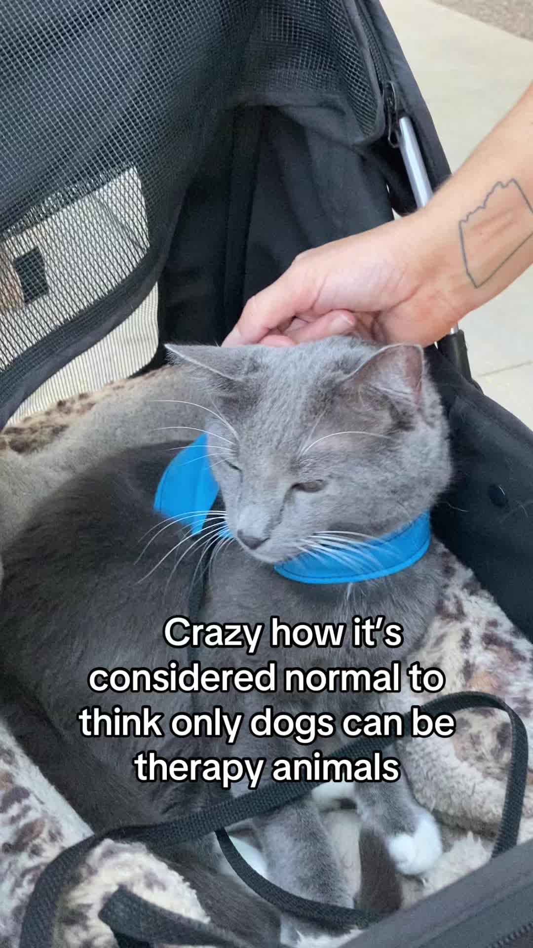 @Therapy Cat Roger & Family