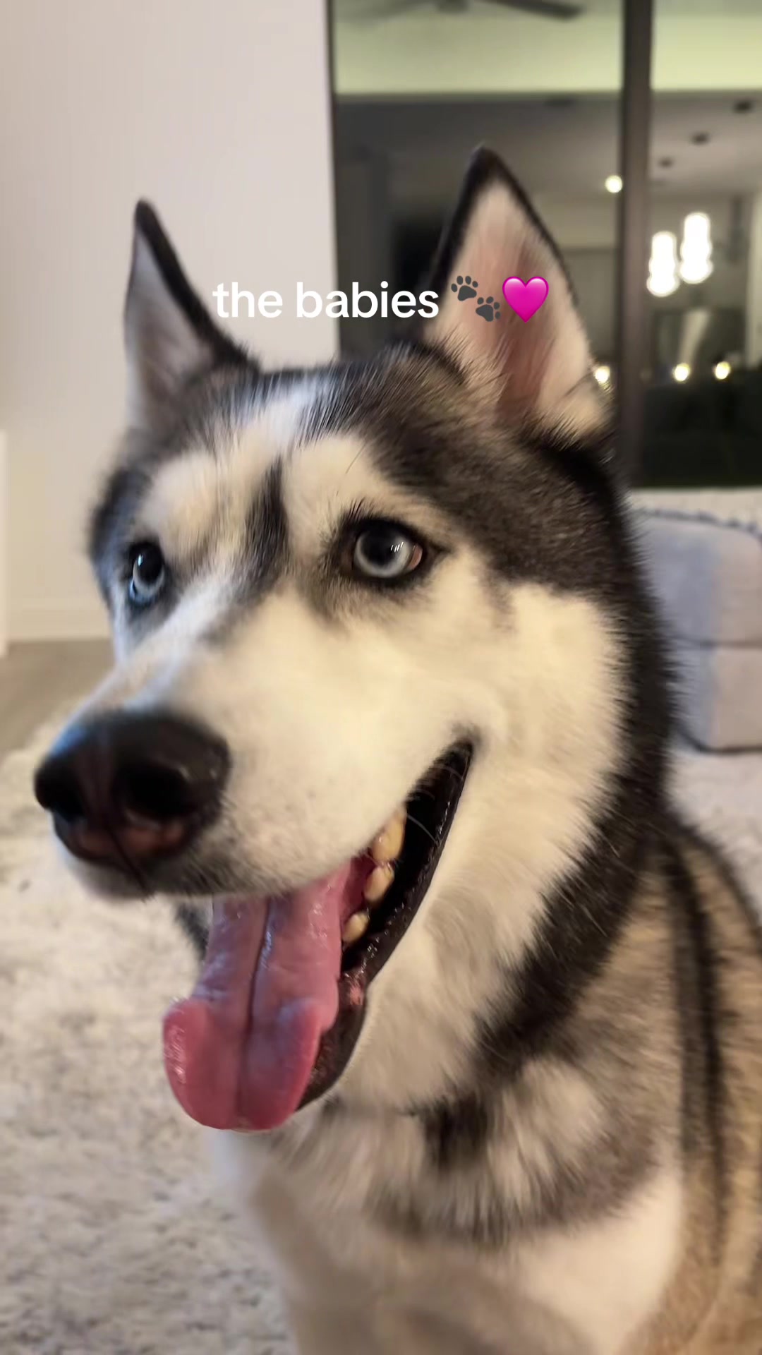 @lifewith2huskies