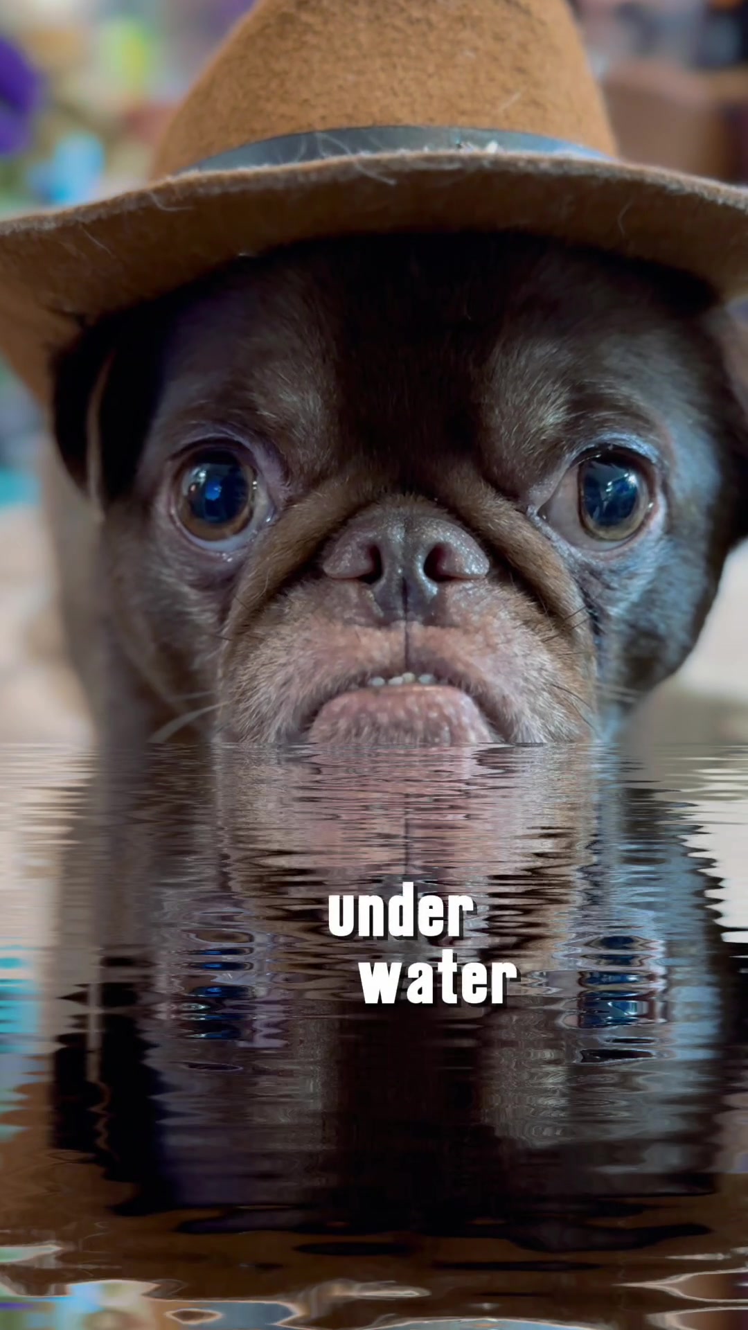 @ChilliThePug