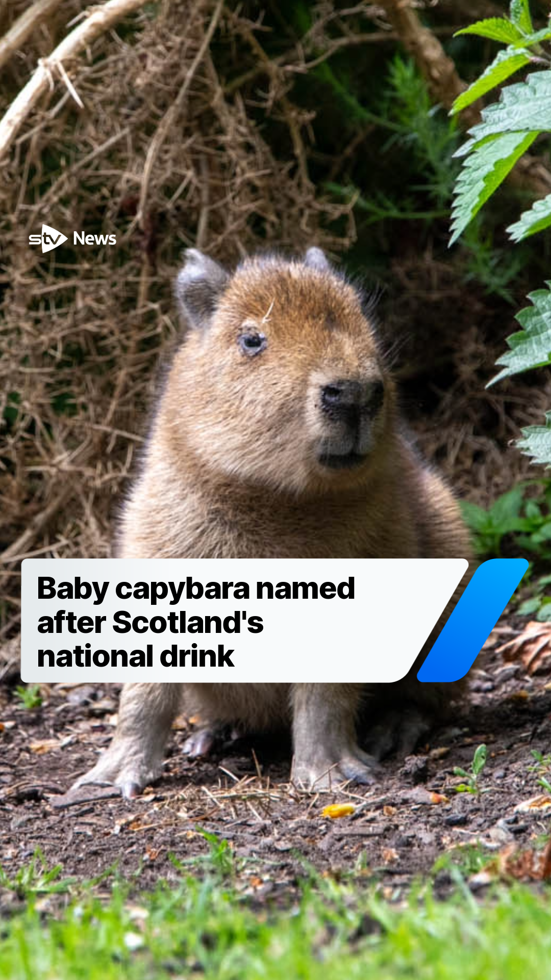 @STV News