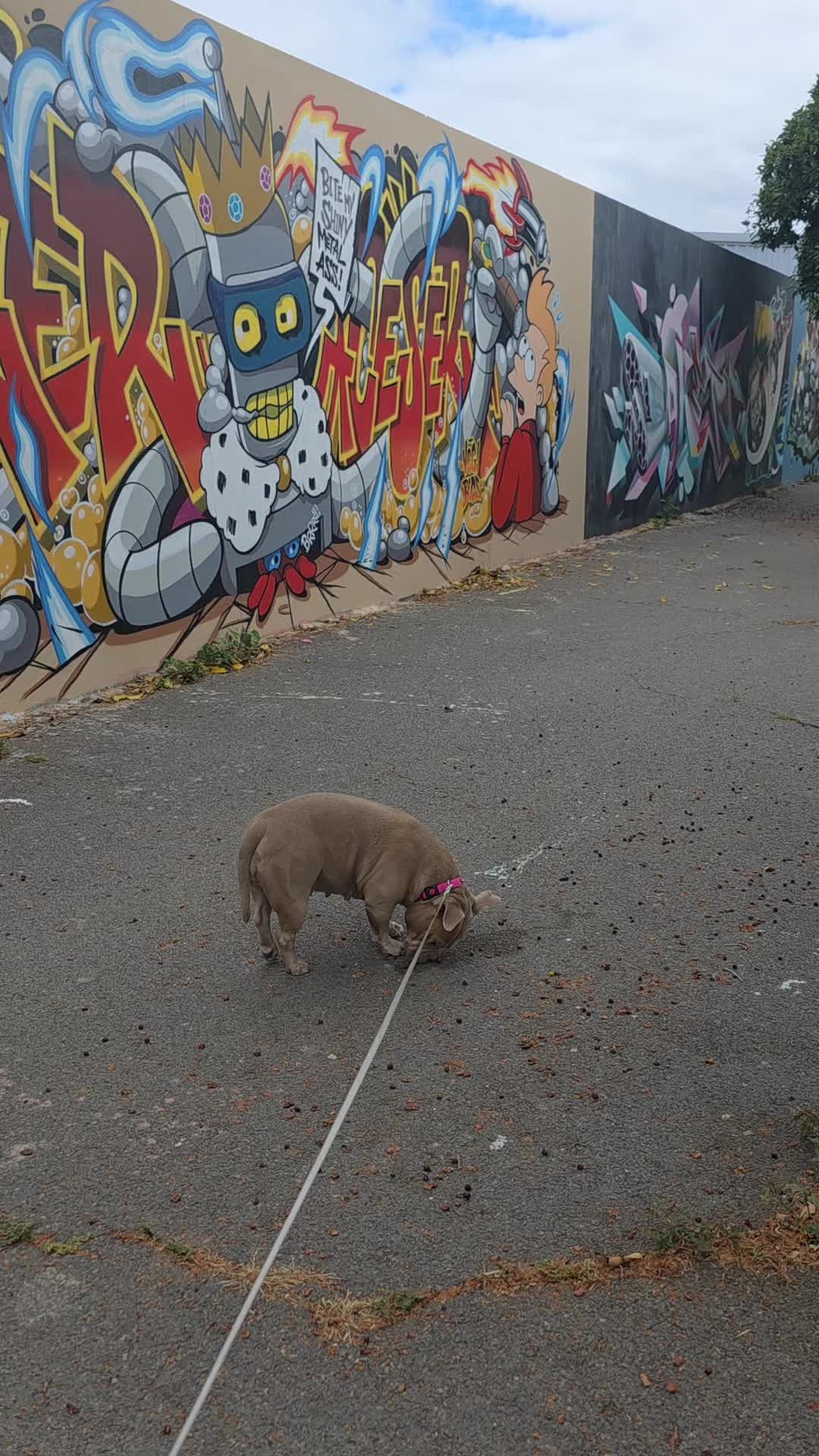 @Americanbully.Boyka