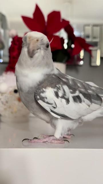 @tus_chicos_de_valencia🦜