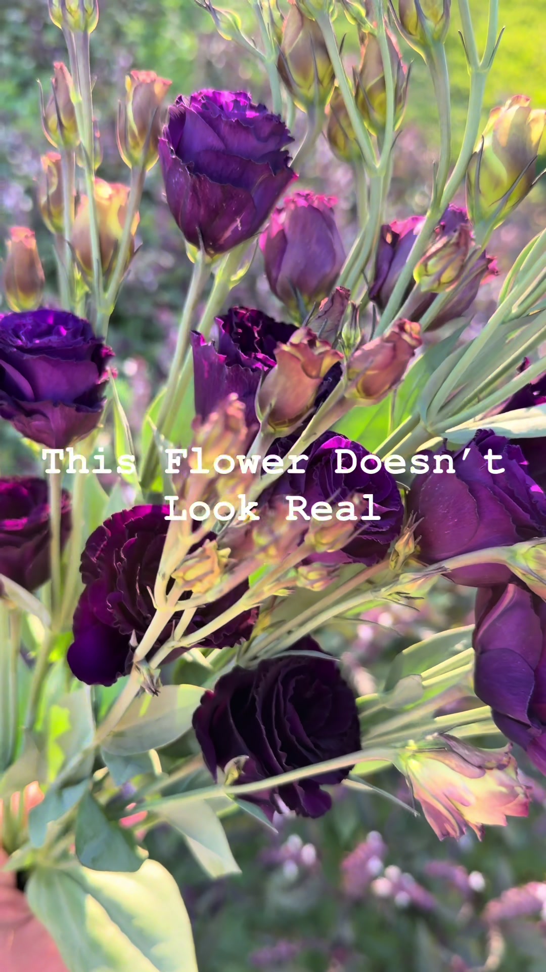 @Christopher | Flower Farmer