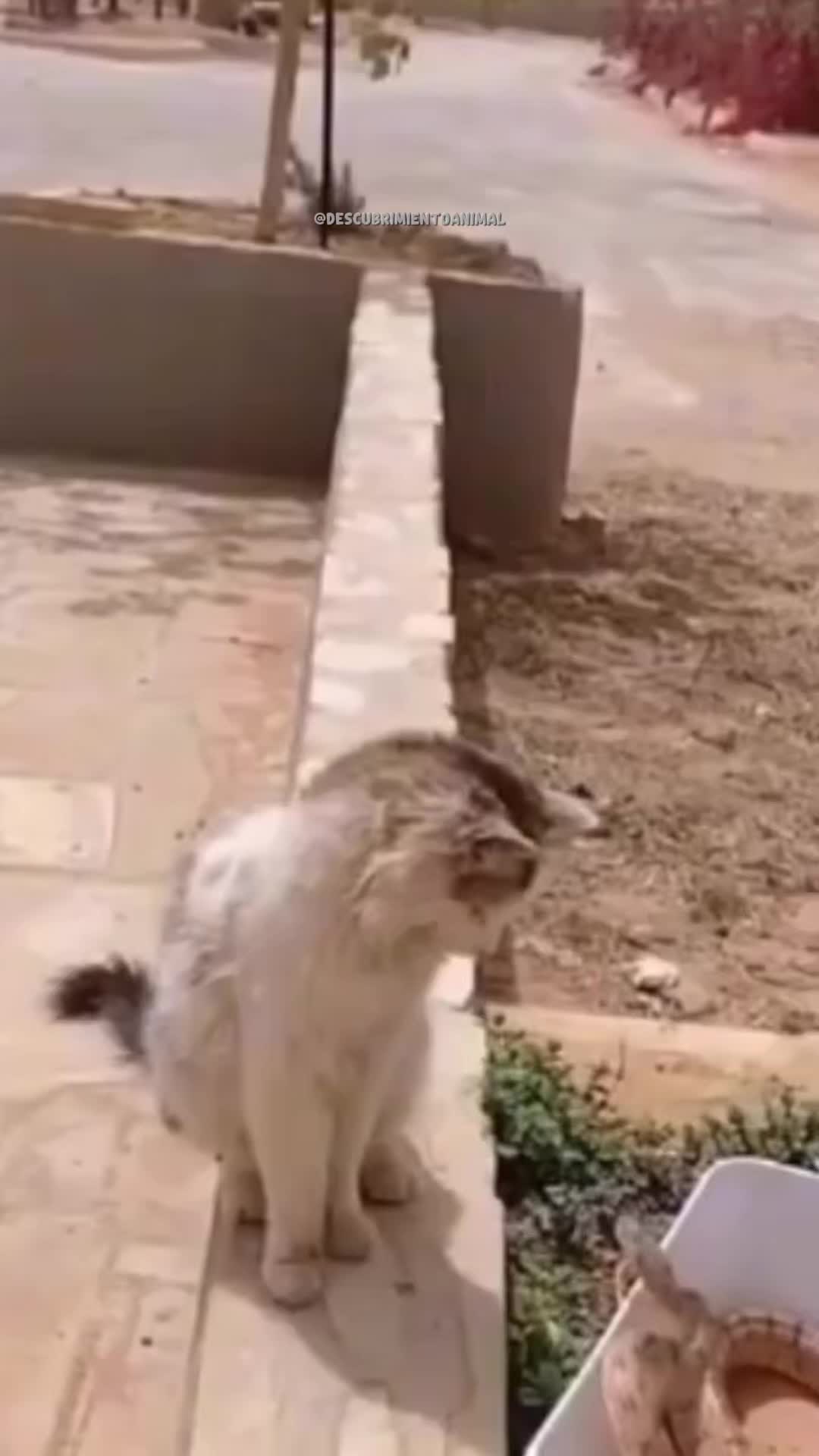@Descubrimientoanimal