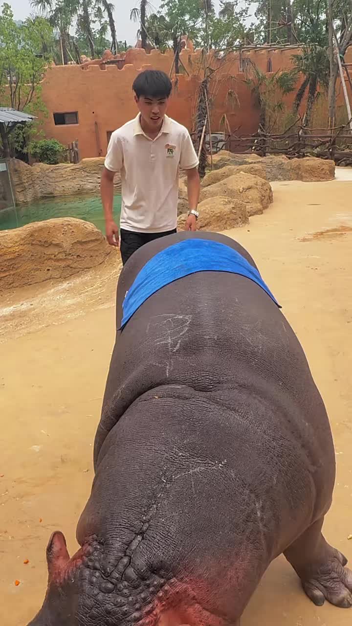 @Hippo