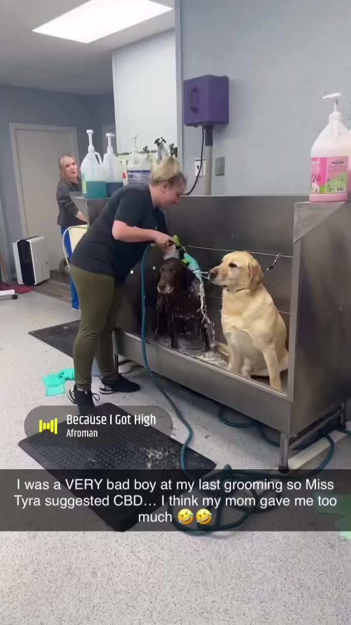 @DogGrooming101