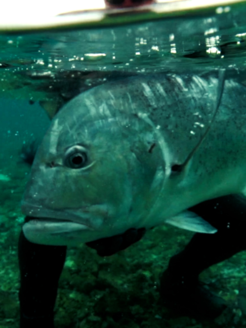 @Fishing TV
