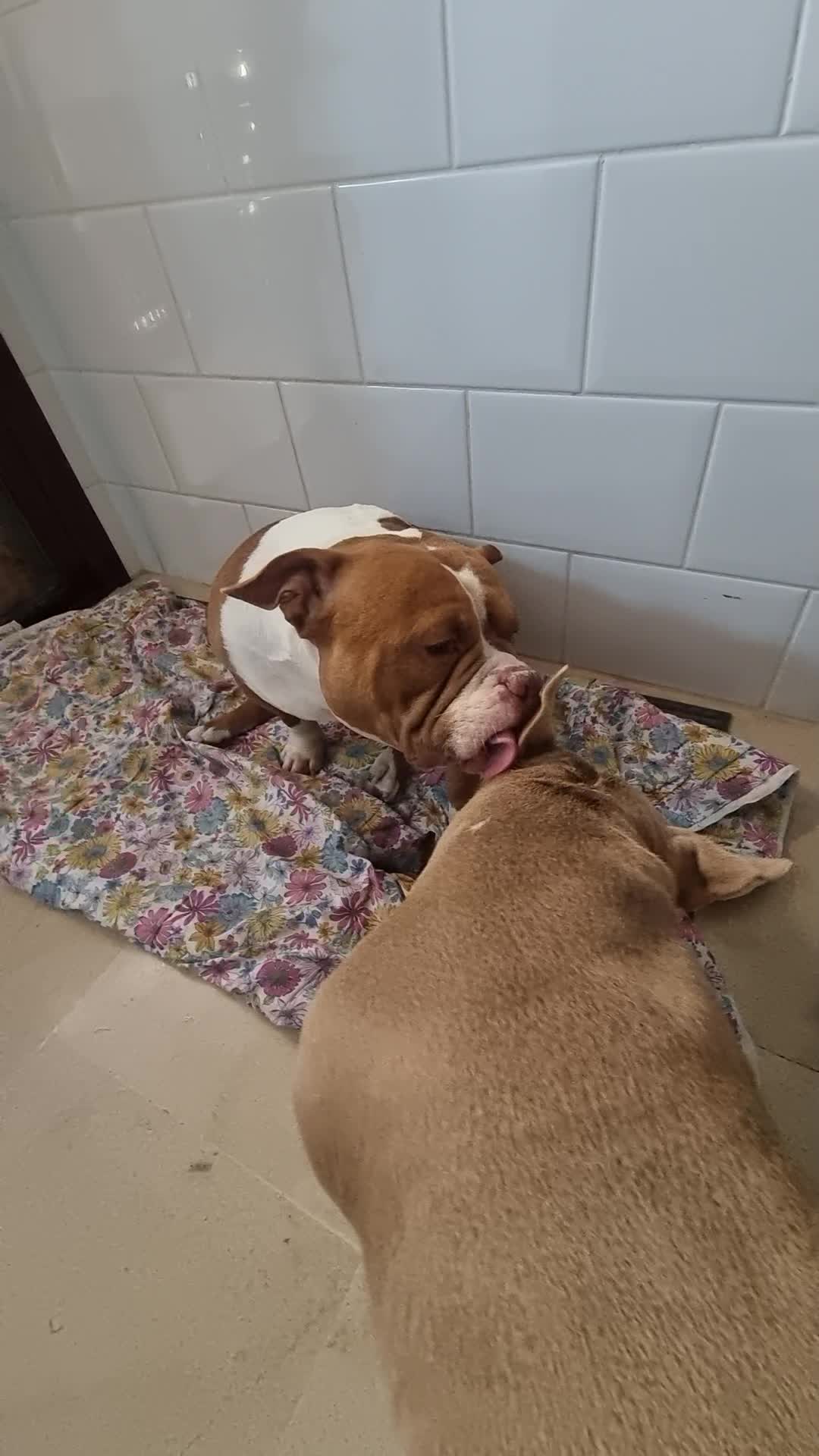 @Americanbully.Boyka