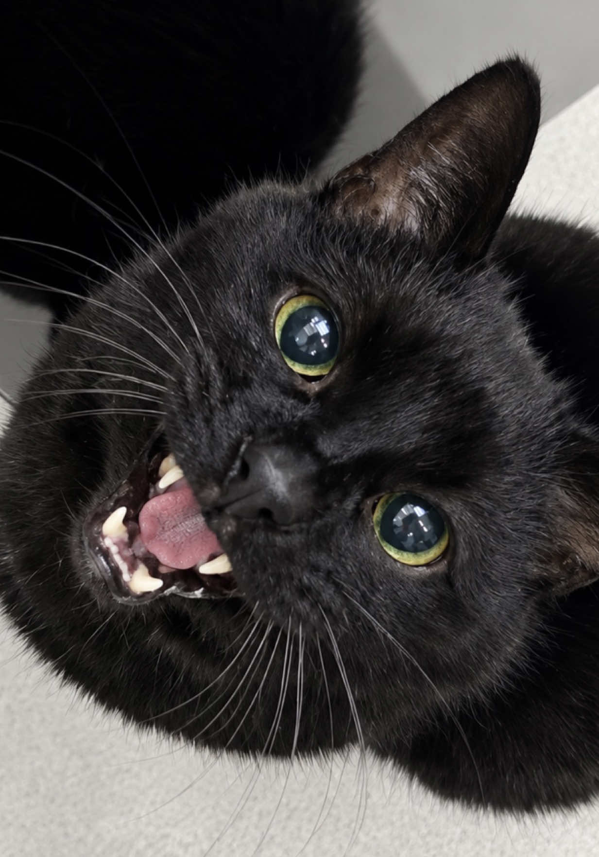 @Teefie_tribe 🐈⬛🐈⬛🐈🦷🦷